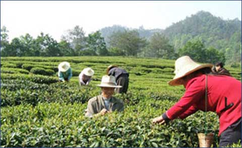 谷雨節氣飲食養生推薦(組圖)