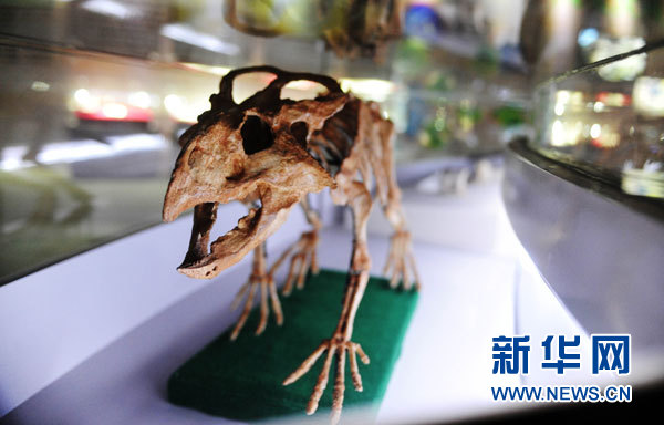 遼寧恐龍特展：共8個屬種的大型恐龍化石