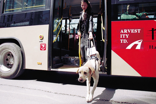沈陽導盲犬乘公交 遭司機熄火拒載
