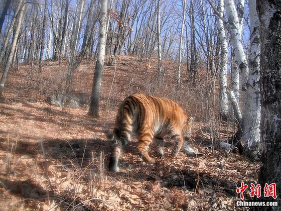 吉林省長白山區(qū)再次拍攝到野生東北虎