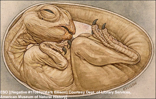 恐龍嬰兒震驚世界！盤點(diǎn)史上獨(dú)特的恐龍化石