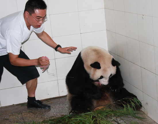 今年全球首對(duì)雙胞胎熊貓寶寶誕生