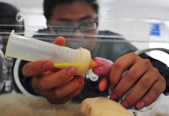 今年全球首對(duì)雙胞胎熊貓寶寶誕生