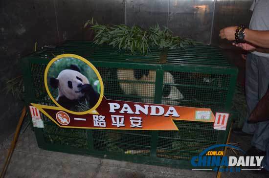 汶川地震寄養云南大熊貓返鄉