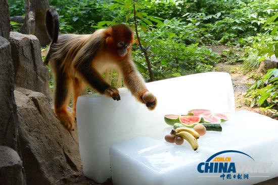 武漢遭遇持續(xù)高溫 大熊貓金絲猴冰上吃水果