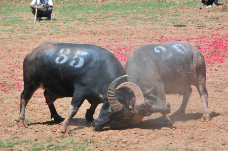 云南石林歡慶國際火把節