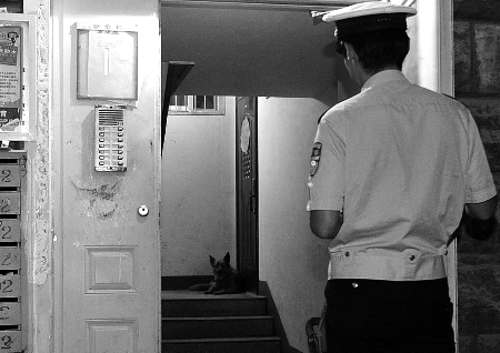 鄭州：多名警察及城管與大黃狗對峙3小時束手無策