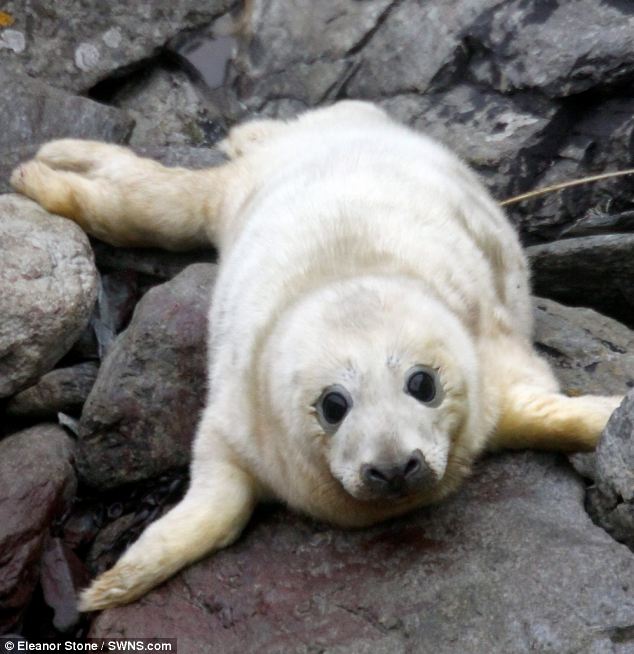 英小島調(diào)皮灰海豹幼崽玩樂賣萌藝照