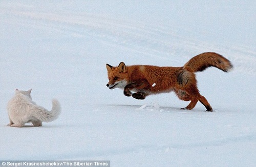 生猛貓咪為保衛領地驅趕狐貍 霸氣十足(組圖)