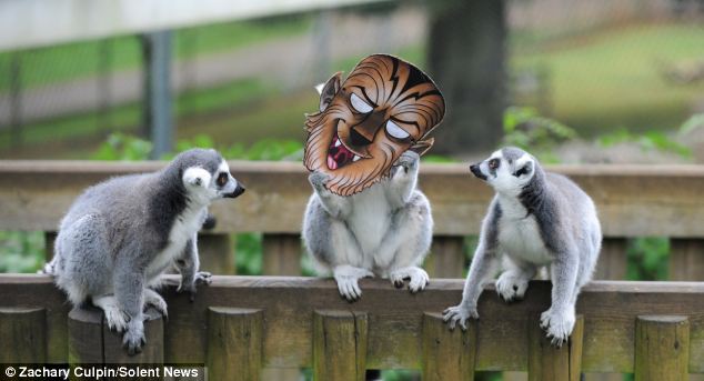 滑稽！英動物園猴子戴萬圣節面具嚇同伴(組圖)