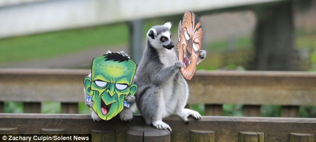 滑稽！英動物園猴子戴萬圣節面具嚇同伴(組圖)