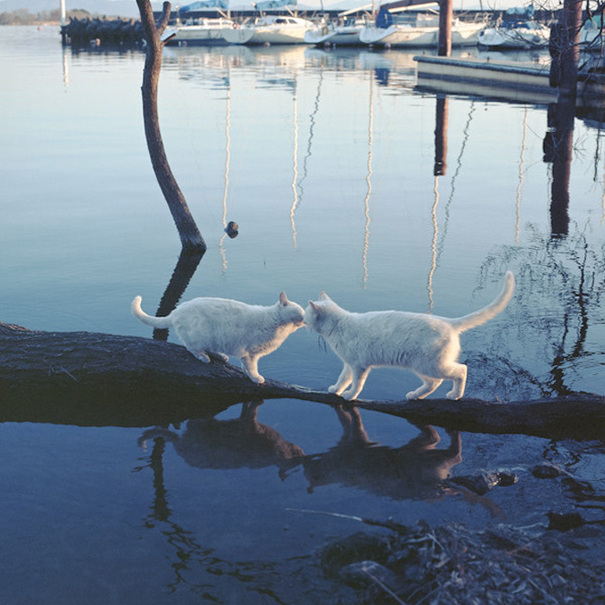 陽光下 我愿做一只慵懶的喵星人[組圖]