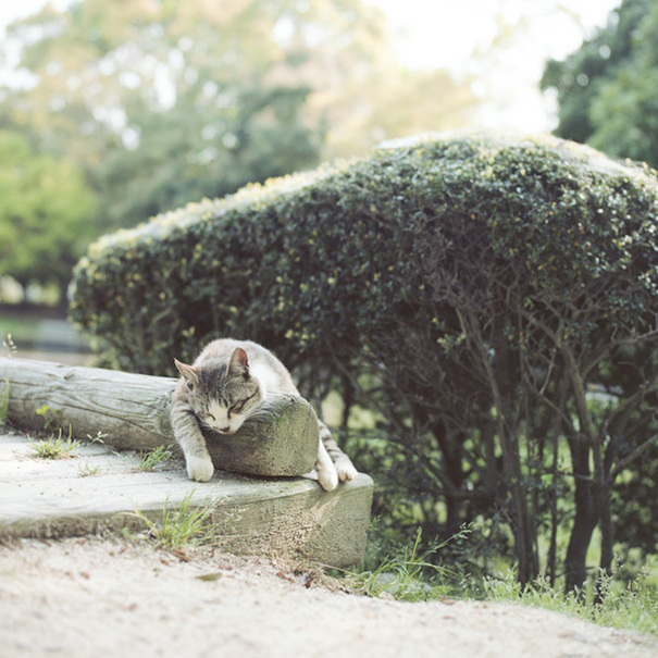 陽(yáng)光下 我愿做一只慵懶的喵星人[組圖]