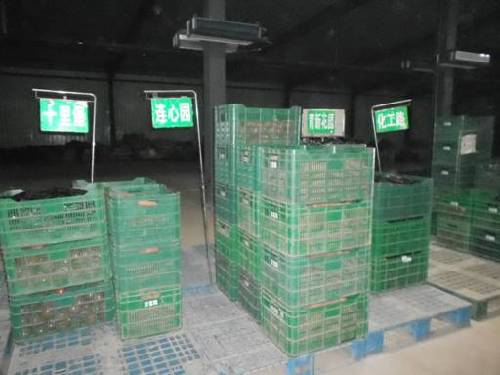 十八大后看河北：廊坊市固安縣蔬菜產業建設成果點擊