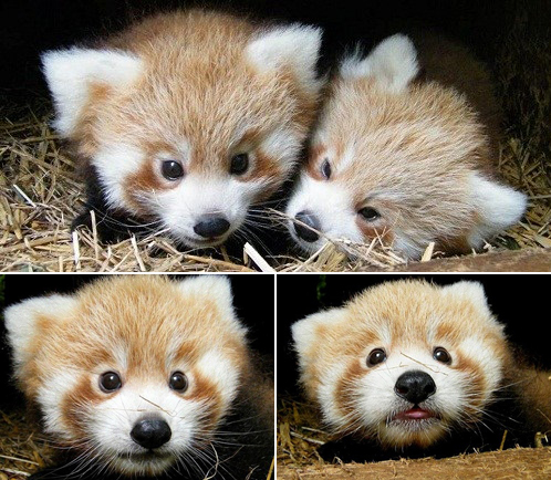 年終盤點：2012年出生的動物