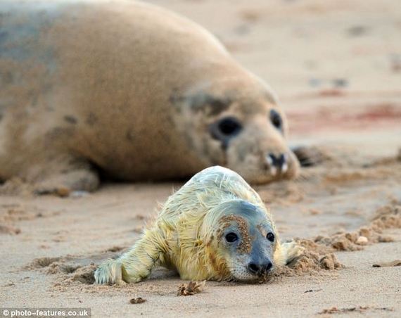 年終盤點：2012年出生的動物