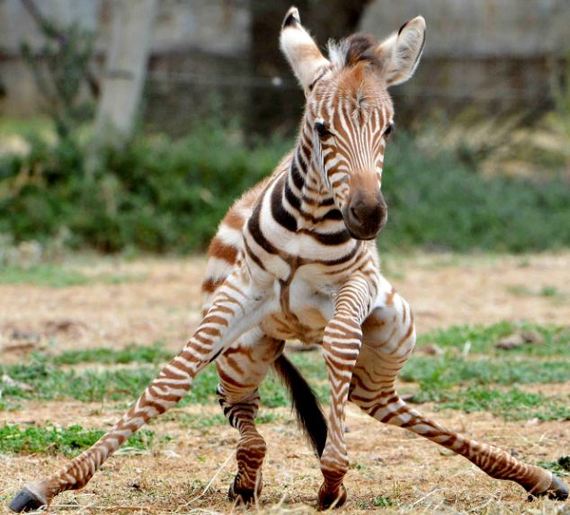年終盤點：2012年出生的動物