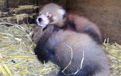 年終盤(pán)點(diǎn)：2012年出生的動(dòng)物