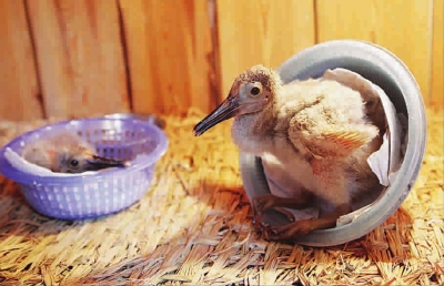 年終盤點(diǎn)：2012年出生的動(dòng)物