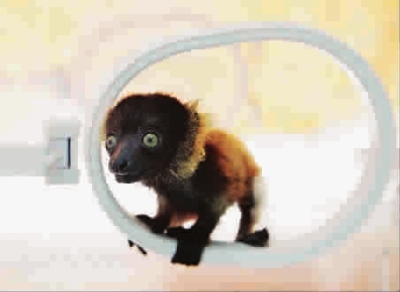 年終盤點(diǎn)：2012年出生的動(dòng)物