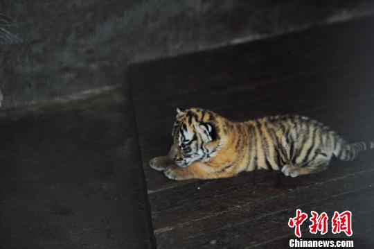 年終盤點(diǎn)：2012年出生的動(dòng)物