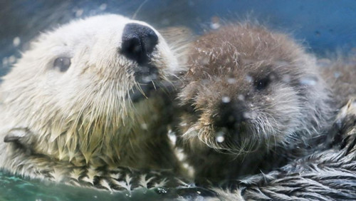 年終盤點：2012年出生的動物