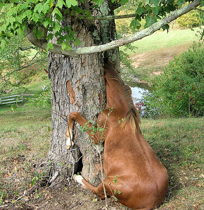 英一狐貍鉆車(chē)轱轆頭被卡 盤(pán)點(diǎn)動(dòng)物離奇被卡事件