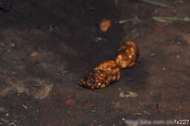 盤(pán)點(diǎn)動(dòng)物糞便的奇妙用途