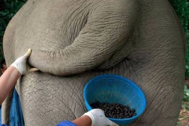 盤點動物糞便的奇妙用途