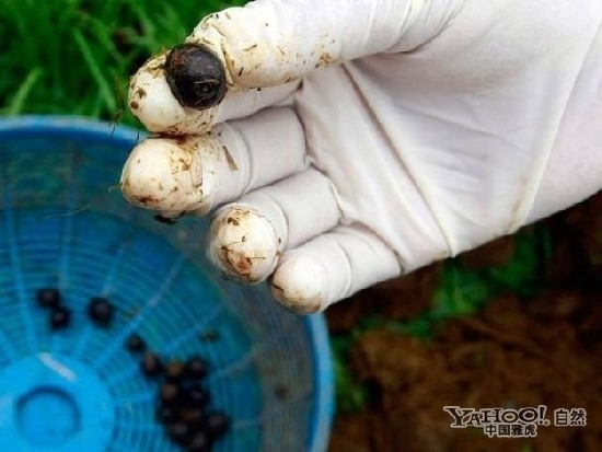 盤點動物糞便的奇妙用途