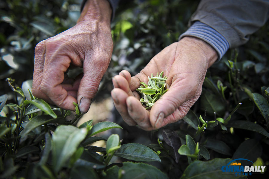 聚焦美麗中國之“春天在哪里”