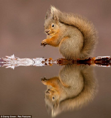 有趣！可愛紅松鼠水邊“對影自憐”(組圖)