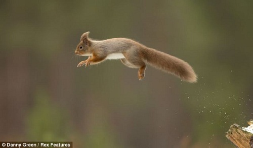 有趣！可愛紅松鼠水邊“對影自憐”(組圖)