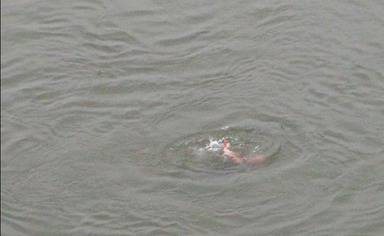 瀘州21歲跑酷愛好者跳下40米沱江大橋失蹤