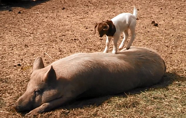 美農場可愛羊羔躍上豬背令人捧腹(組圖)