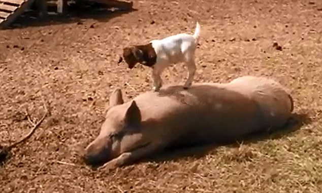 美農場可愛羊羔躍上豬背令人捧腹(組圖)