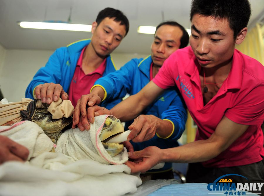 新疆百歲海龜進醫院做胃鏡