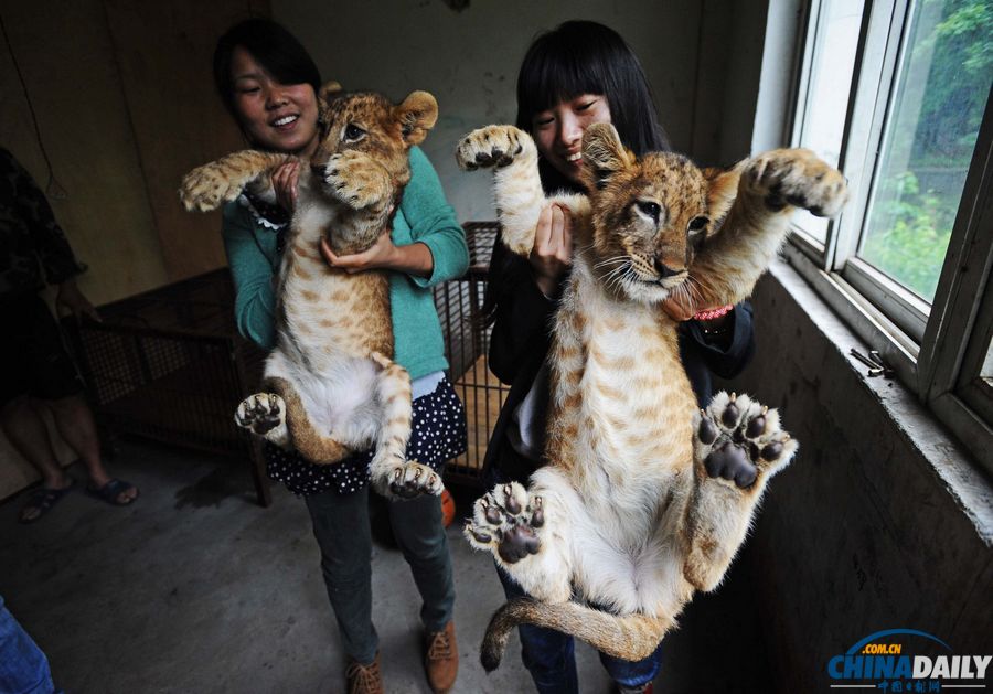 獅寶寶喜迎兒童節