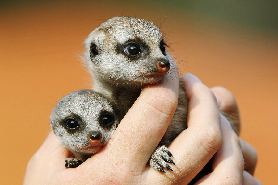 小動物幼稚園也過兒童節 超級萌物排排坐