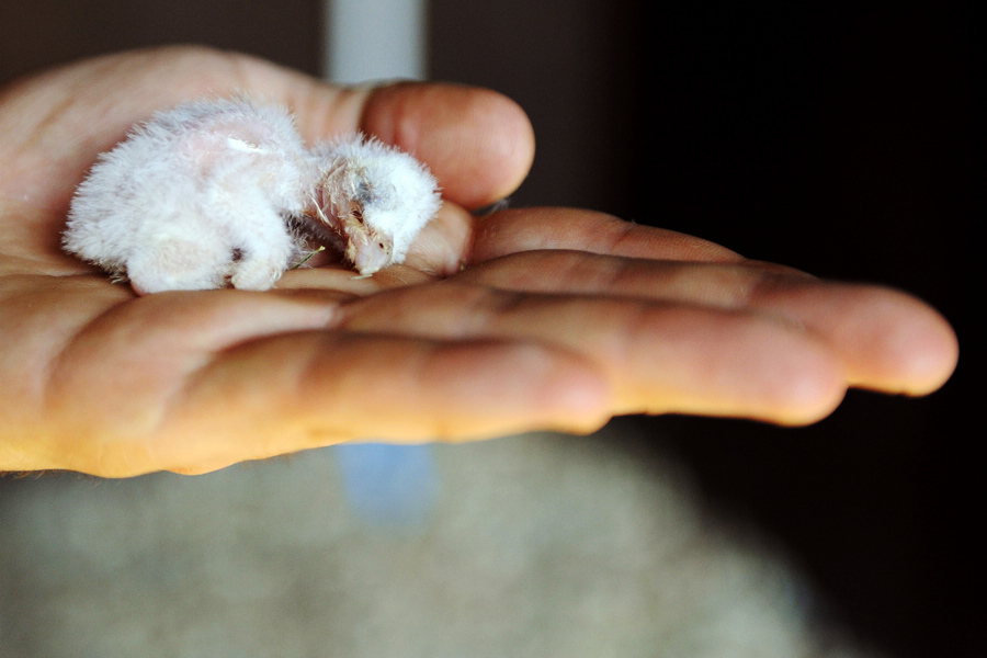 小動物幼稚園也過兒童節 超級萌物排排坐