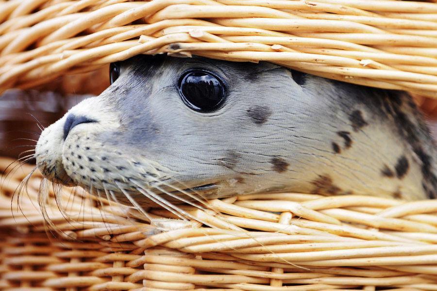 小動物幼稚園也過兒童節(jié) 超級萌物排排坐