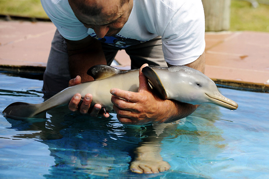 小動(dòng)物幼稚園也過兒童節(jié) 超級(jí)萌物排排坐
