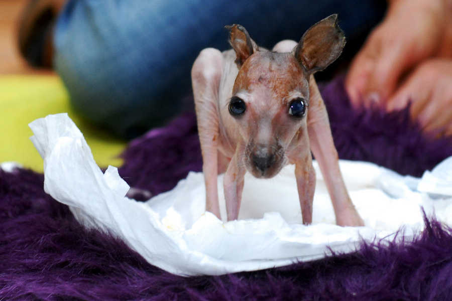 小動物幼稚園也過兒童節(jié) 超級萌物排排坐