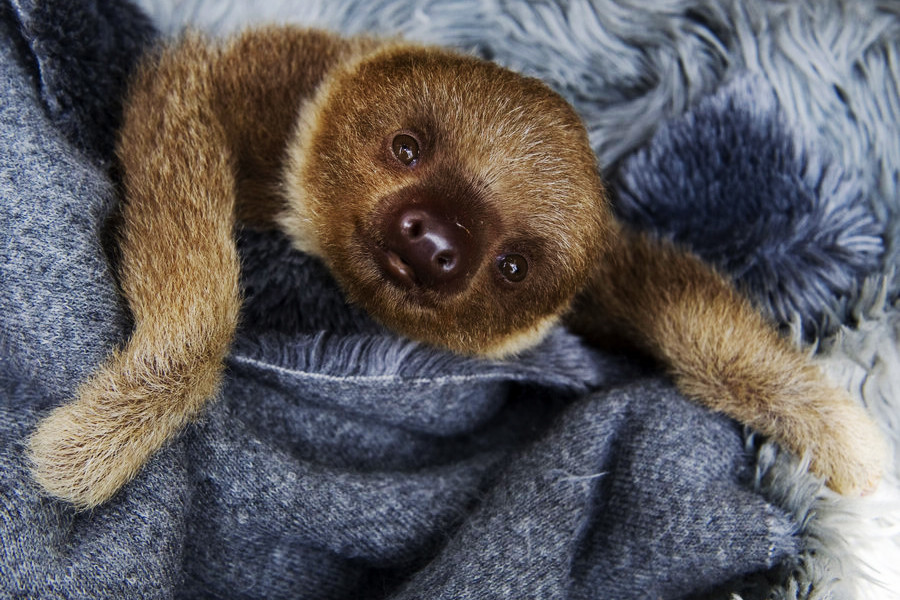 小動物幼稚園也過兒童節 超級萌物排排坐