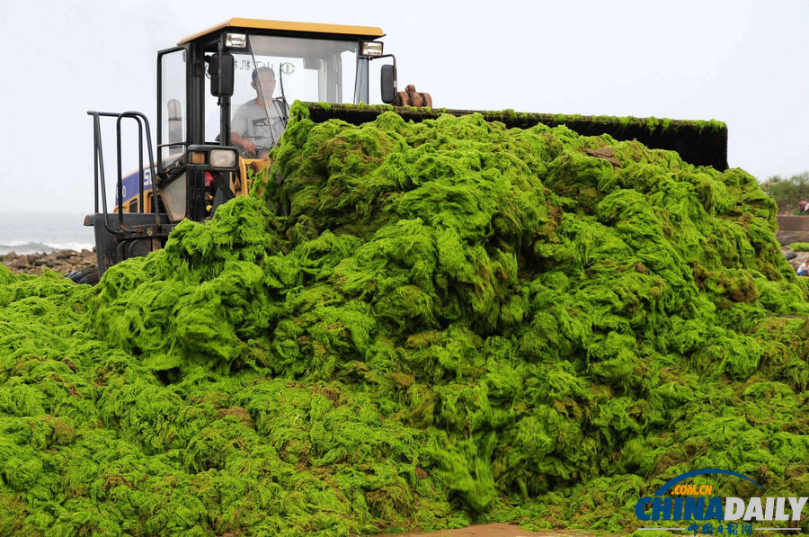 臺風(fēng)“蘇力”助滸苔再擾青島