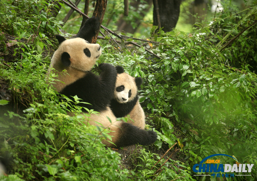 臥龍14只野化培訓大熊貓未受暴雨影響 平安無恙
