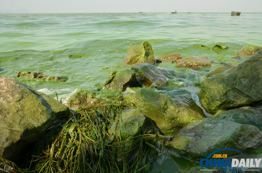 安徽巢湖東半湖藍(lán)藻大爆發(fā) 湖水粘稠幾成凍湖