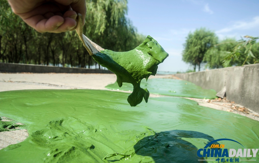 安徽巢湖東半湖藍(lán)藻大爆發(fā) 湖水粘稠幾成凍湖