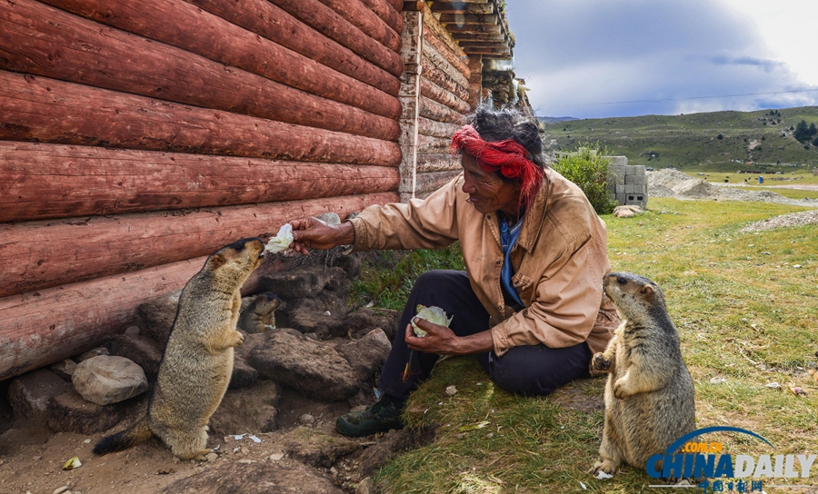 四川：超“萌”旱獺招人愛