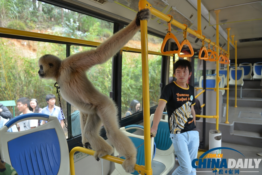 云南昆明：野生動物園通公交 動物乘車招人愛